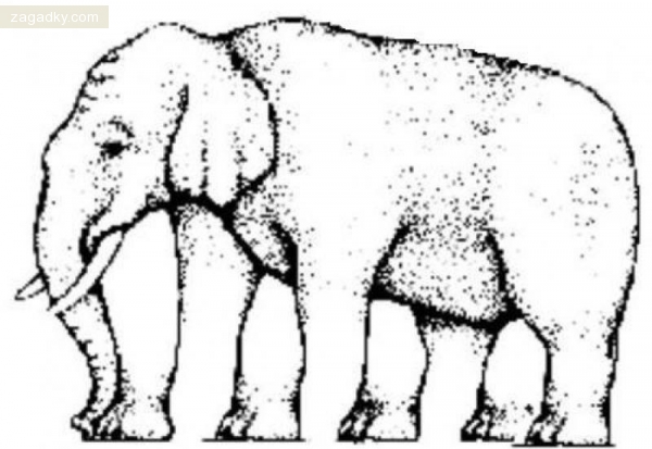 Загадки с подвохом: Сколько ног вы видите у слона на картинке?