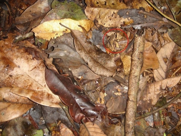 Загадки в картинках: Перед вами фото с листьями и ветками, НО среди всего этого спряталась лягушка!